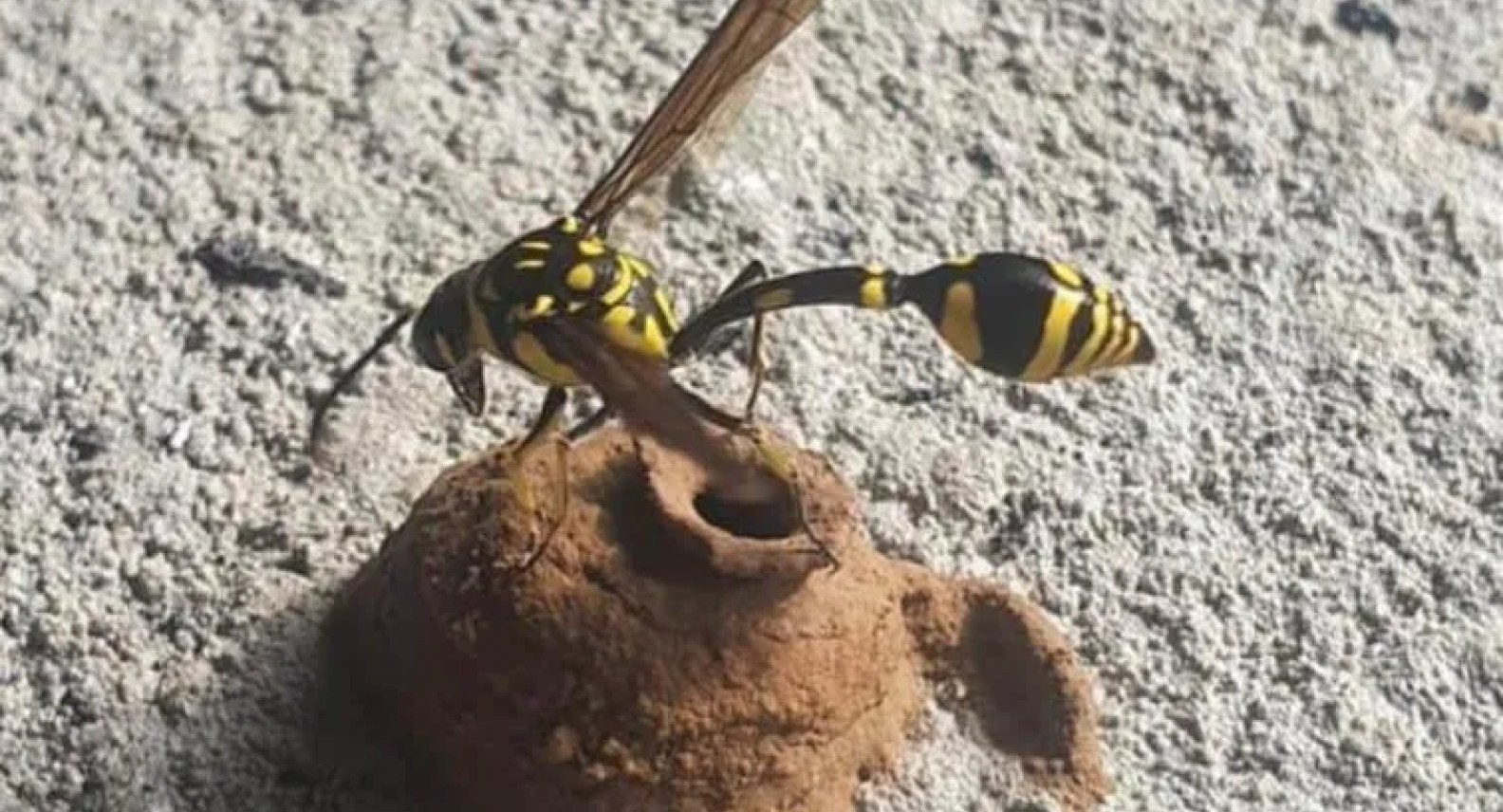 Mud Nesting Wasp