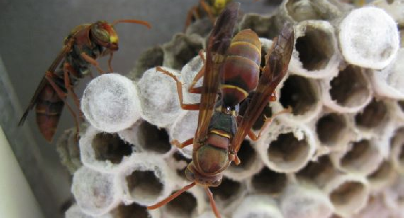 Australian Native Paper Wasp