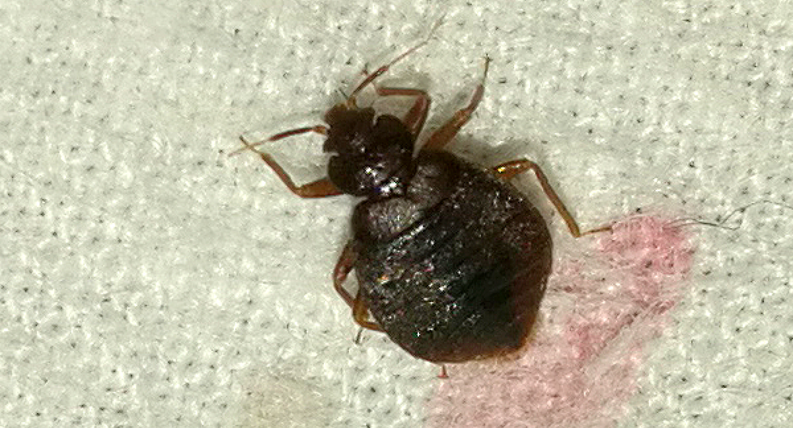 L. boueti Bed Bugs