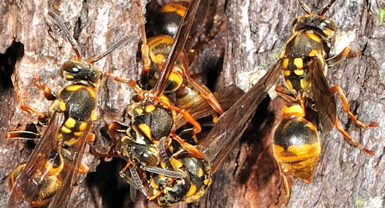 Tree Brown Paper Wasp 