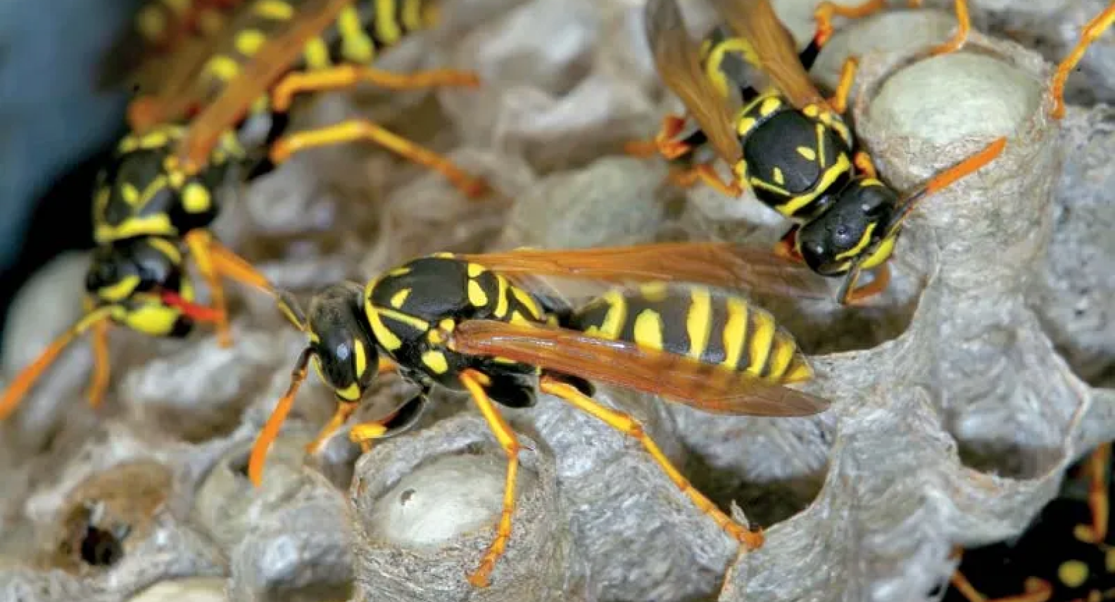 Paper Wasp