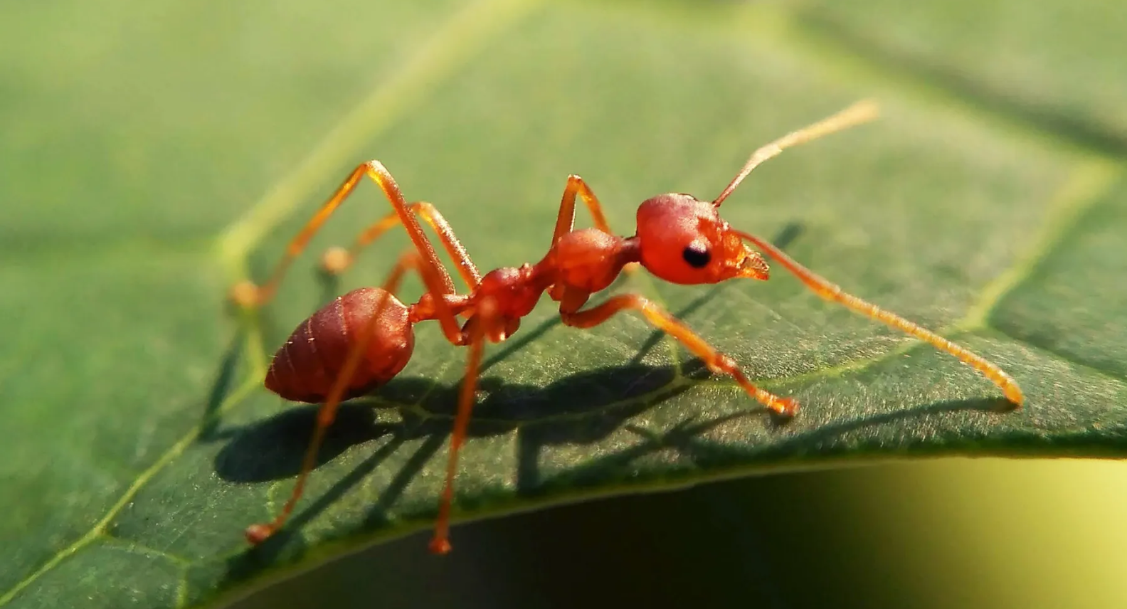 Red Ants