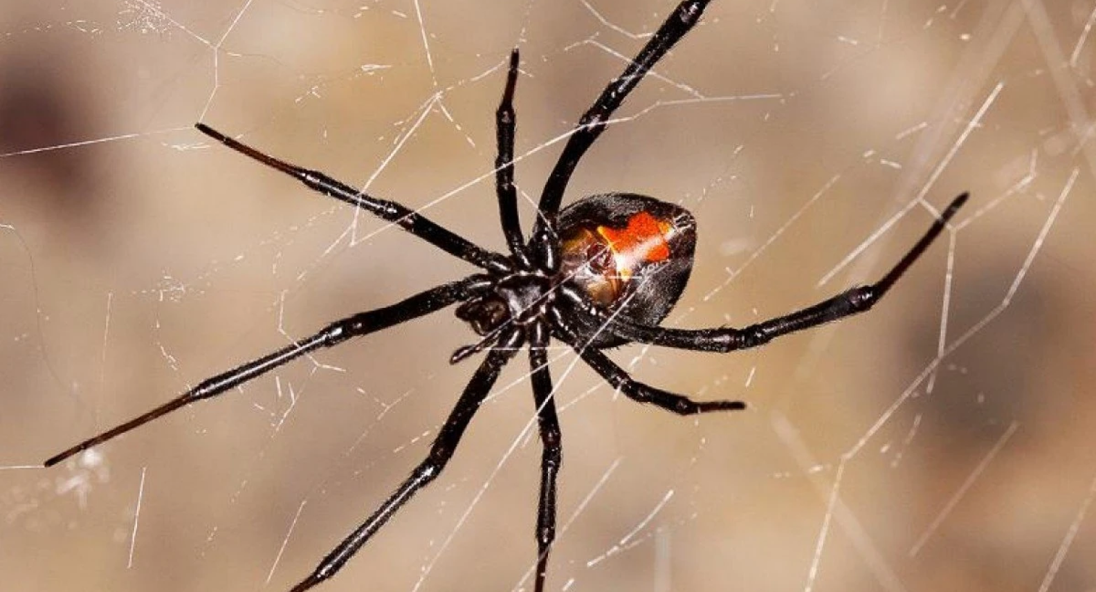 Redback Spider