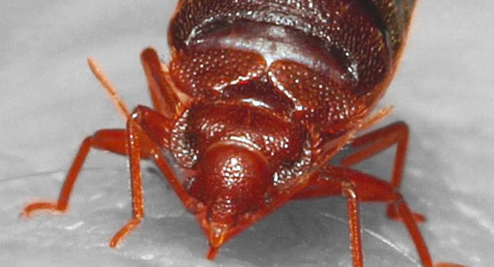 C. lectularius Bed Bugs