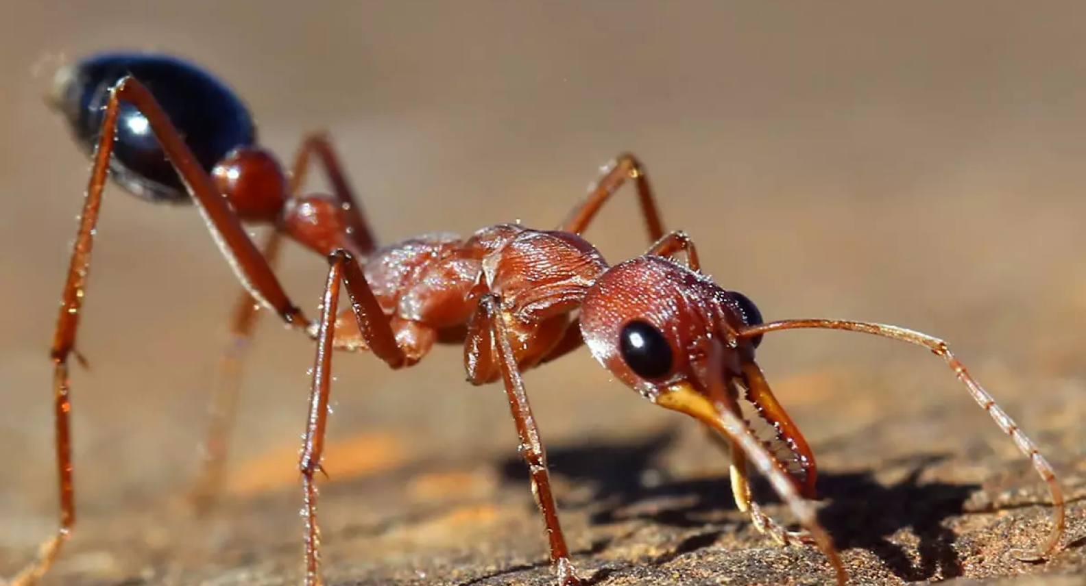 Bull Ants