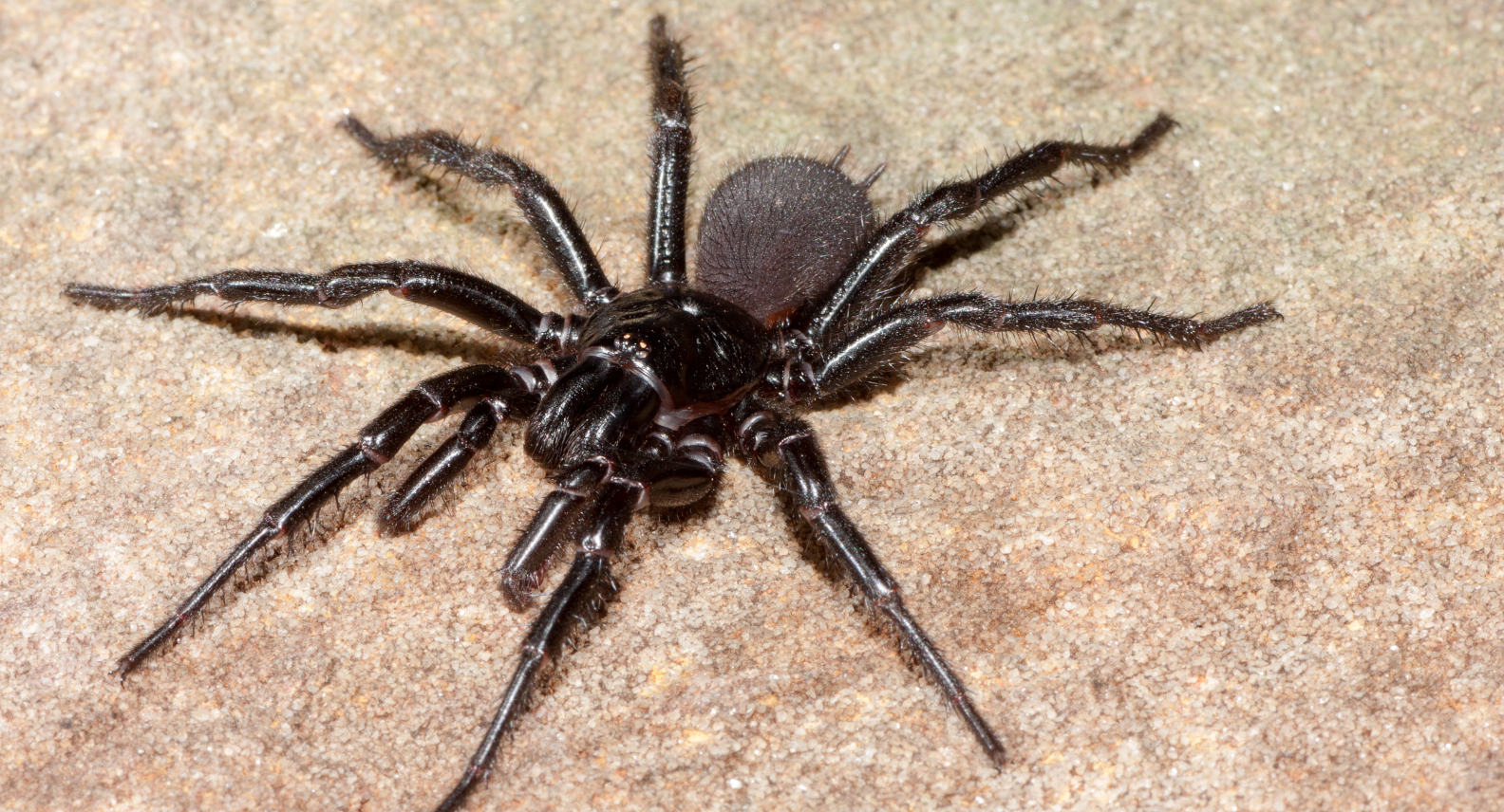 The Sydney Funnel-Webs