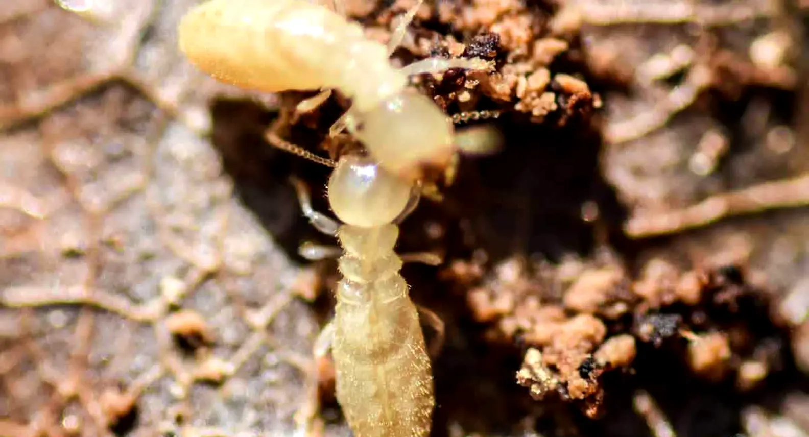 <h3>Subterranean Termites</h3>