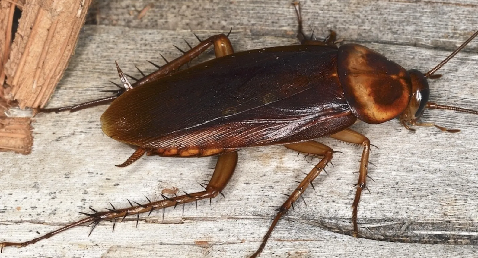 American Cockroach​