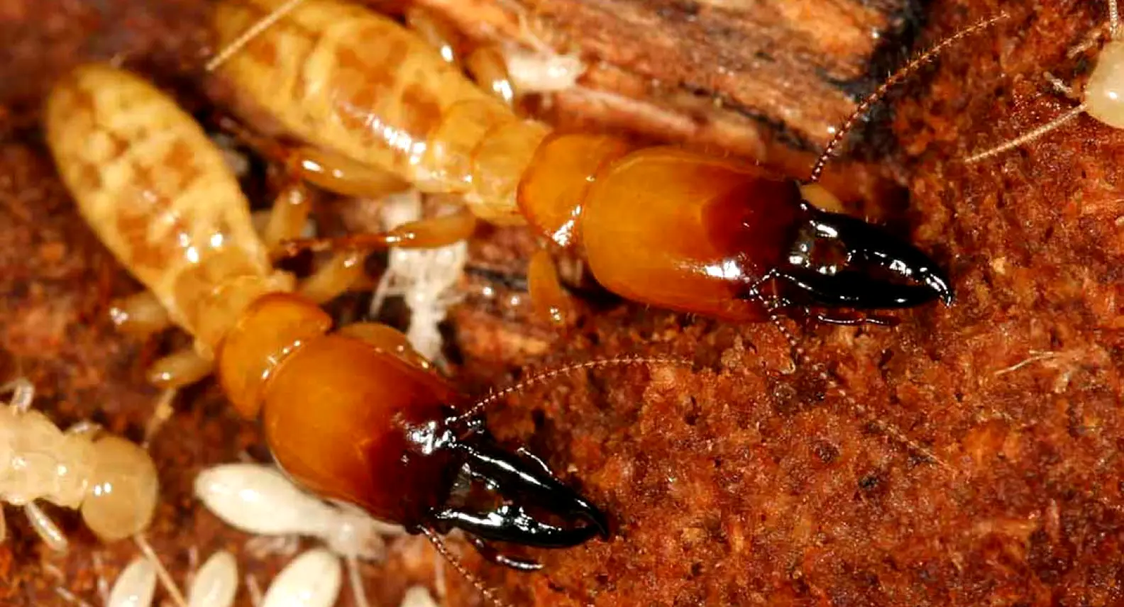 <h3>Dampwood Termites</h3>