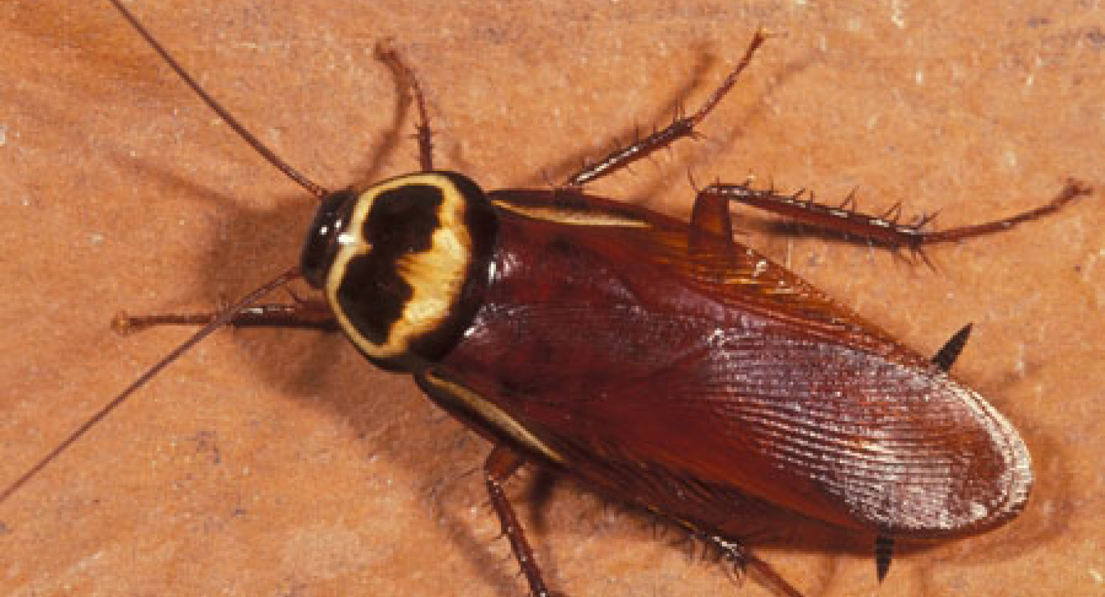 Australian Cockroach​