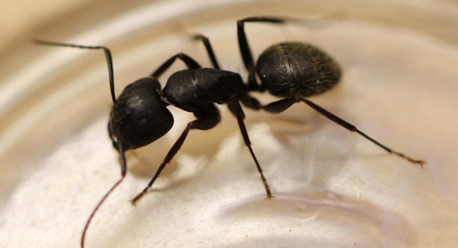 Carpenter Ants