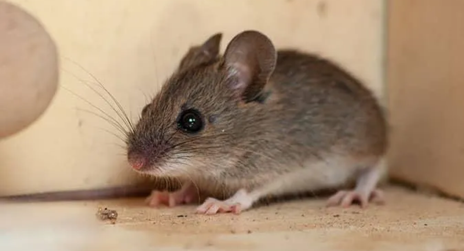 House Mouse