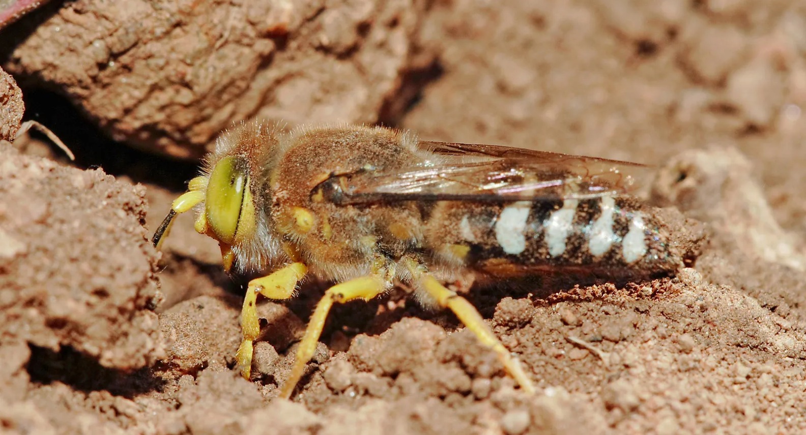 Sand Wasp