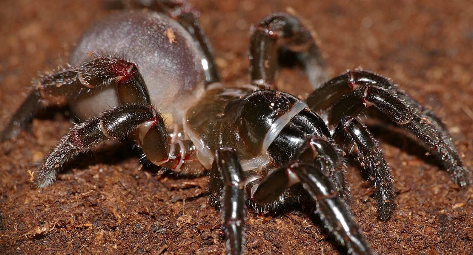 Trap-Door Spiders