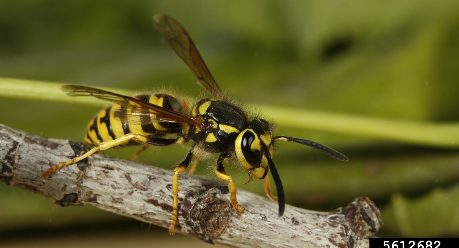 European Wasp