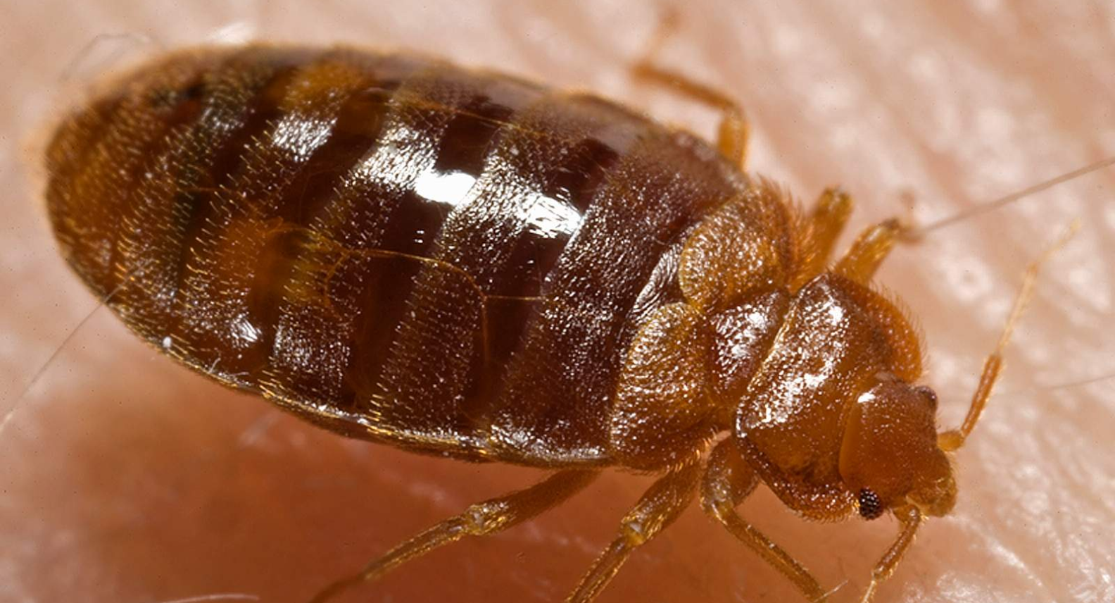 C. hemipterus Bed Bugs