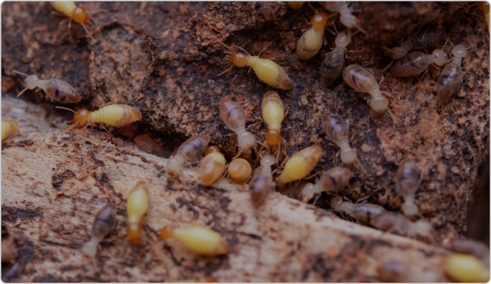 Termites​