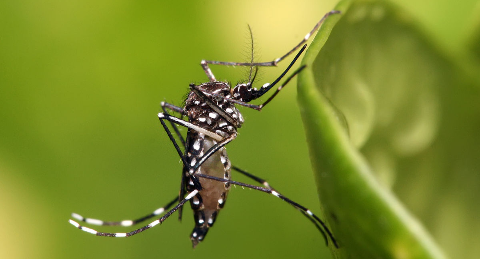 Mosquito Control Bilgola Beach