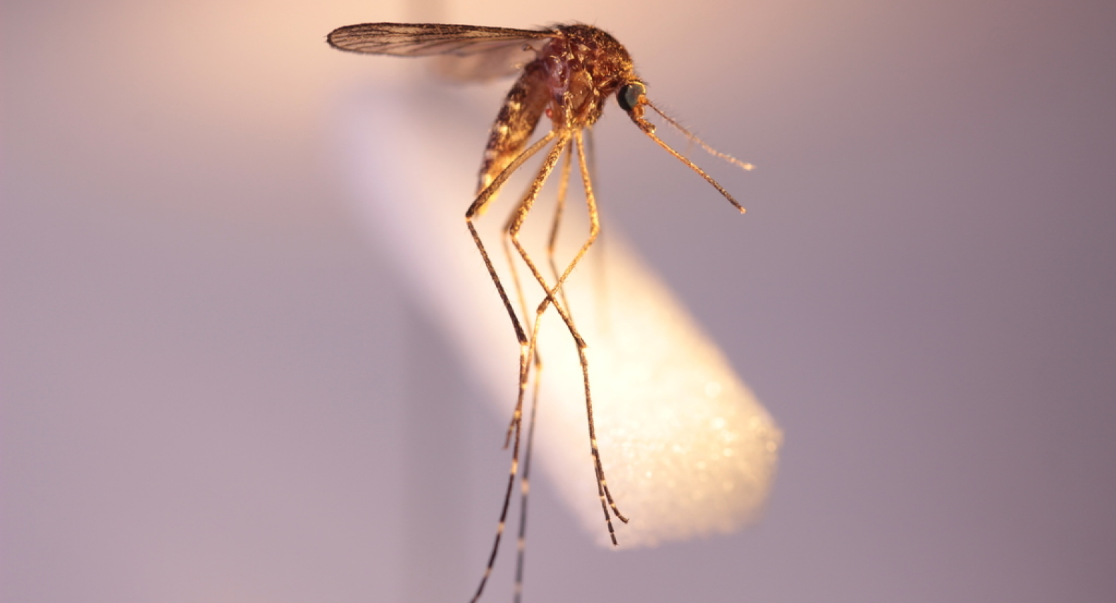 Aedes Flavifrons