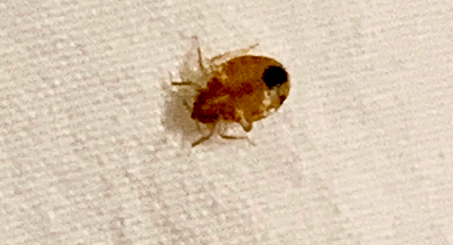 Bed Bug Pest Control