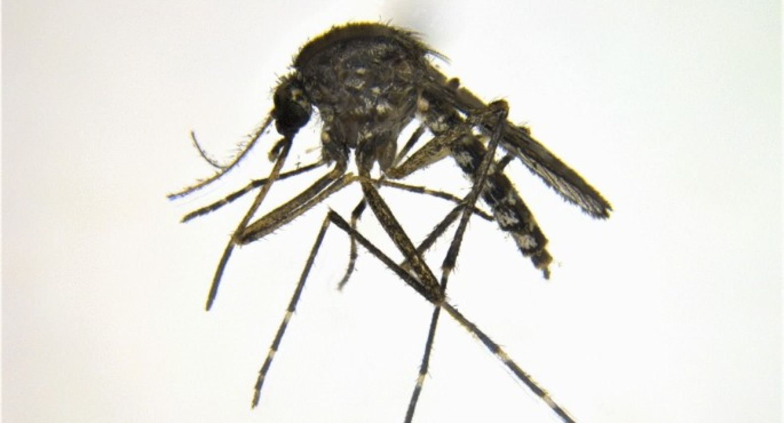 Aedes Bancroftianus