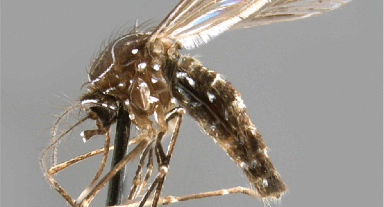 Aedes Funereus