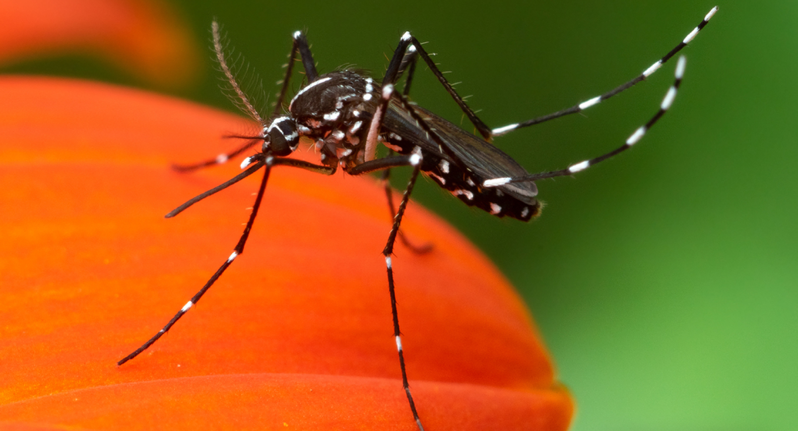 Aedes Tremulus