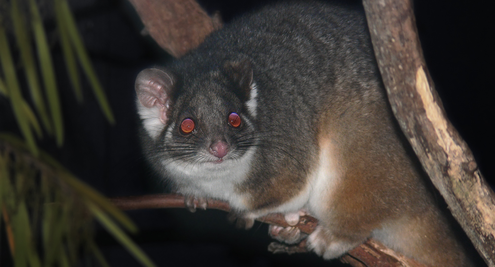 Ringtail Possums