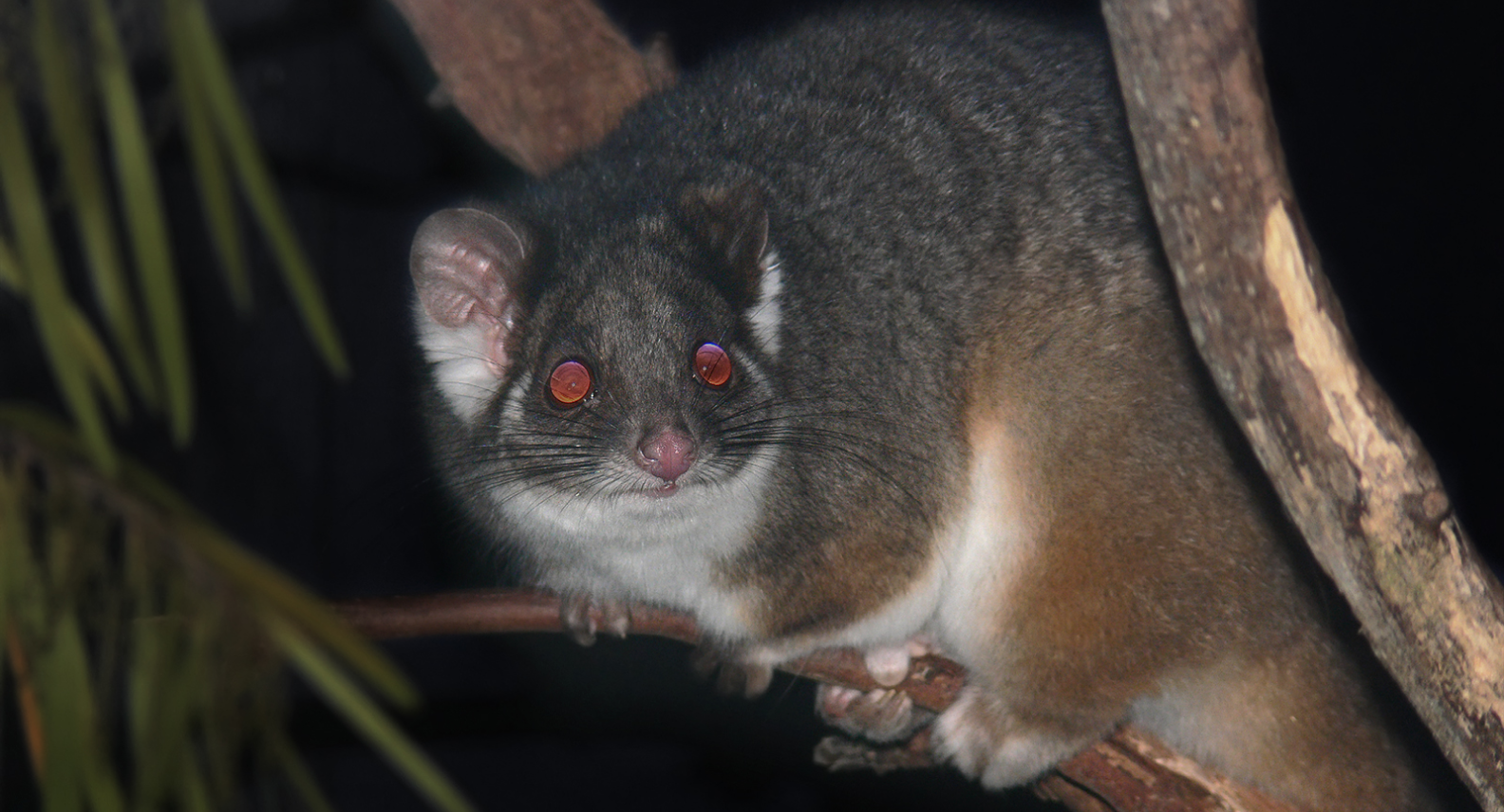 Possum Pest Control Mascot