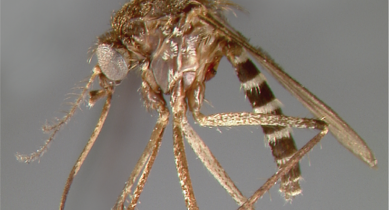 Aedes Vigilax