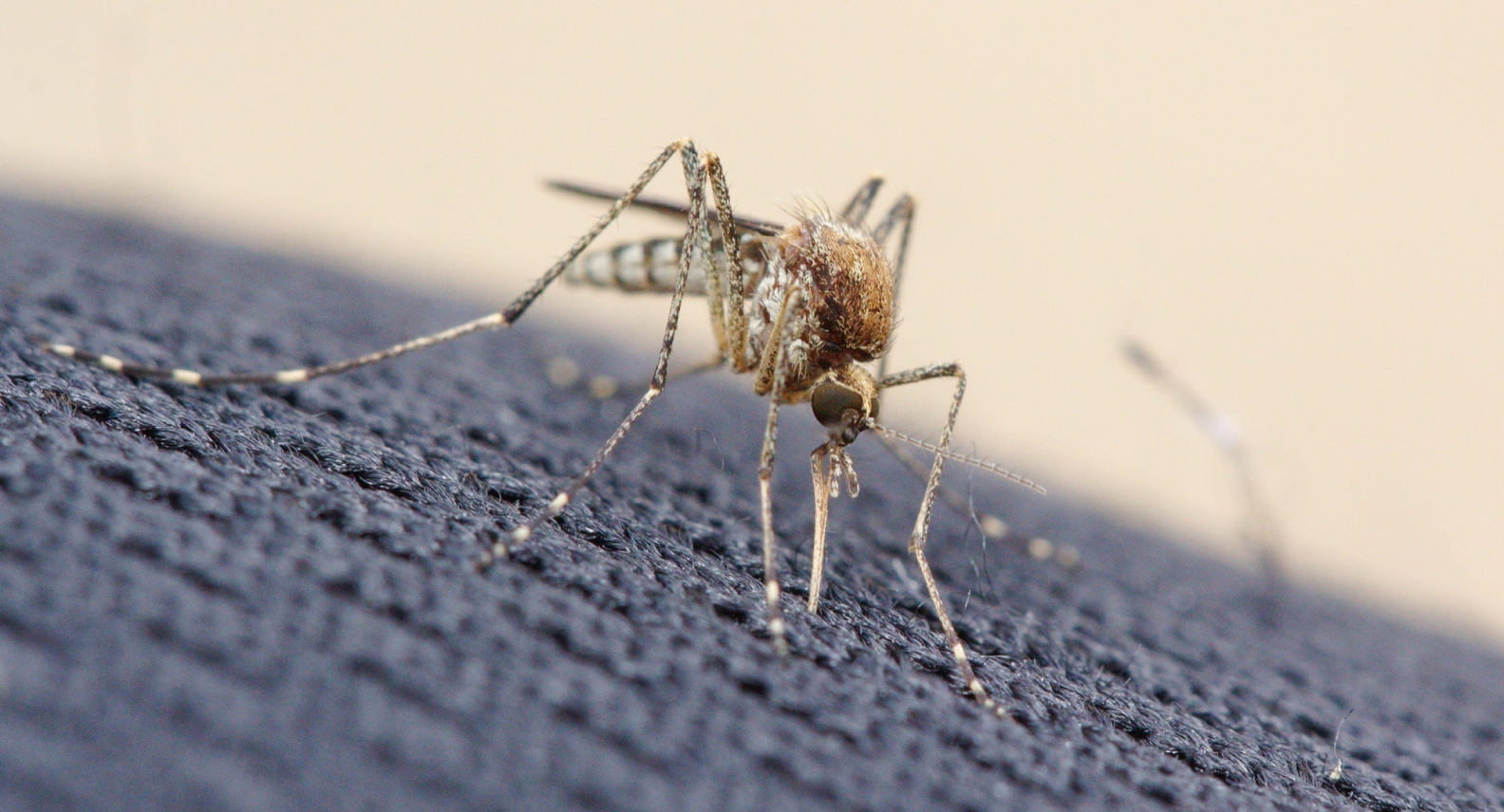 Aedes Camptorhynchus