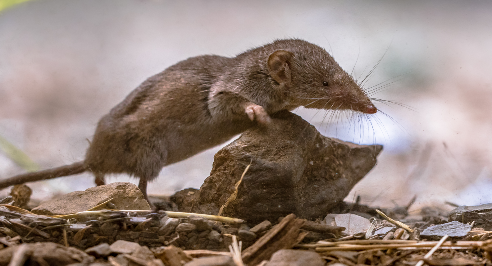 Rodent Pest Control Manly