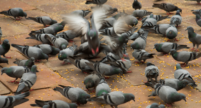 Pigeon Pest Control