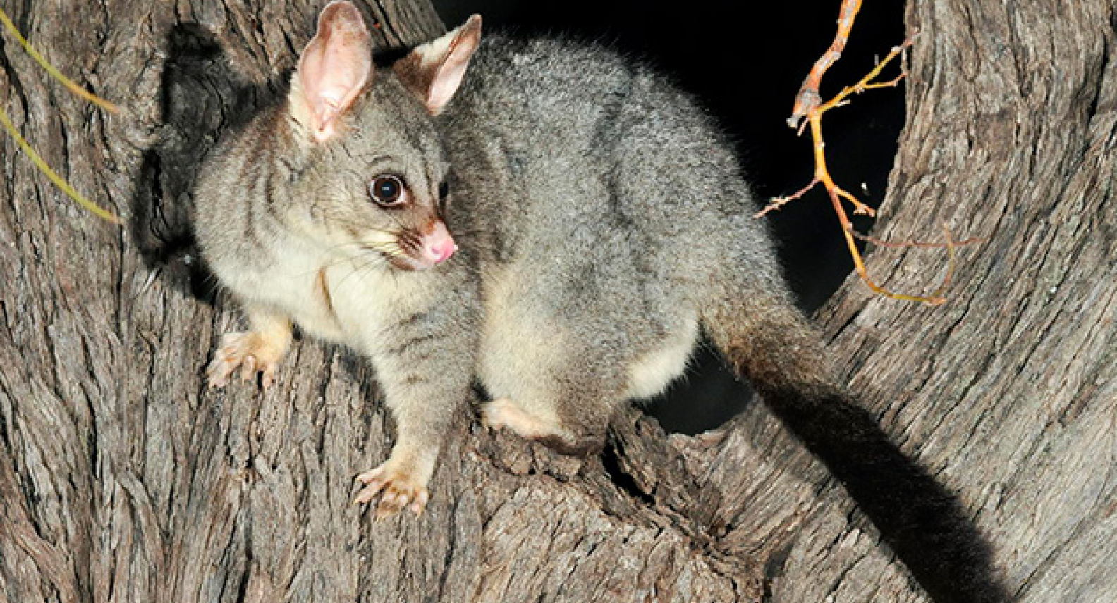 Brushtail Possums