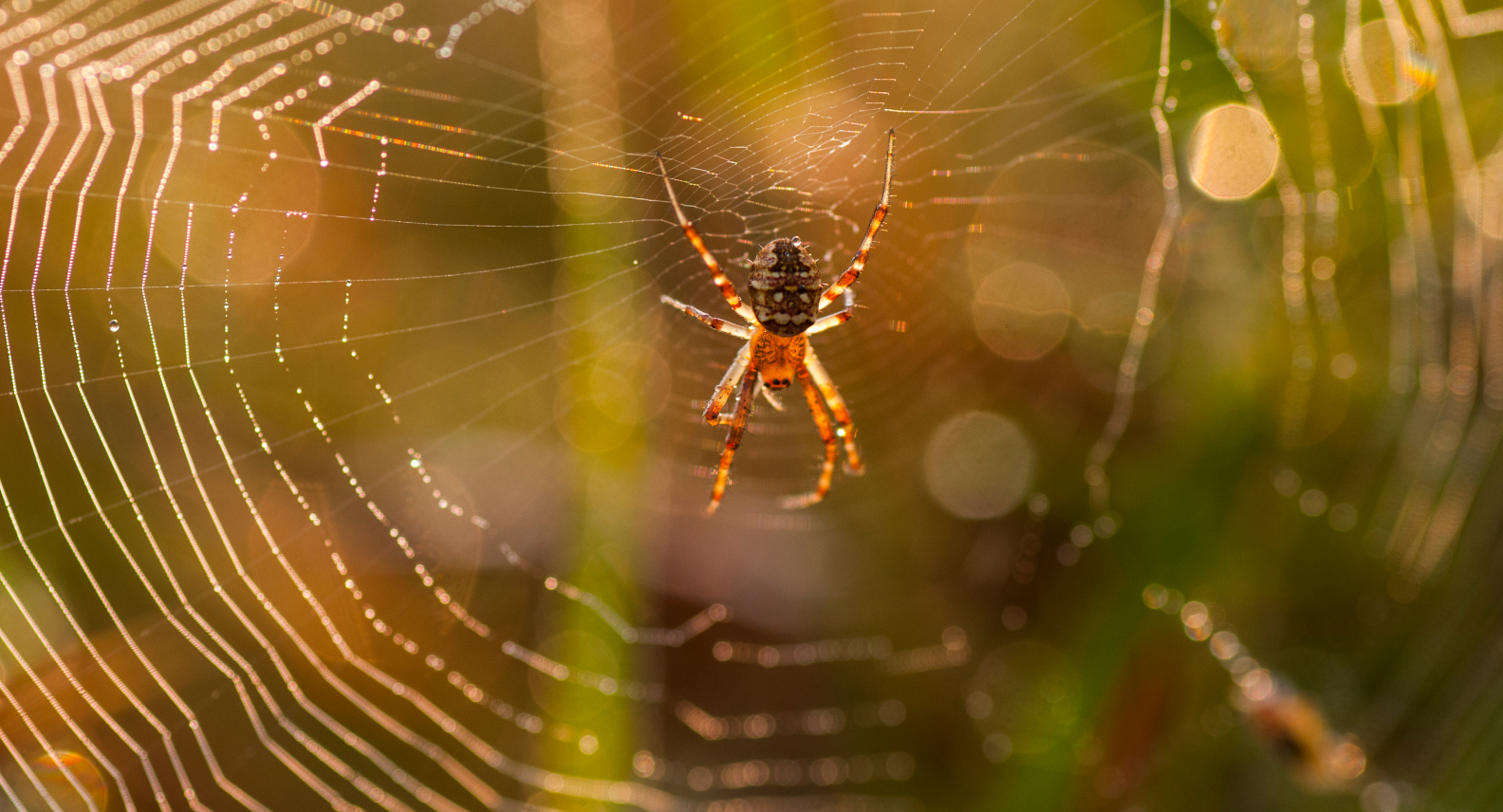 Spider Pest Control