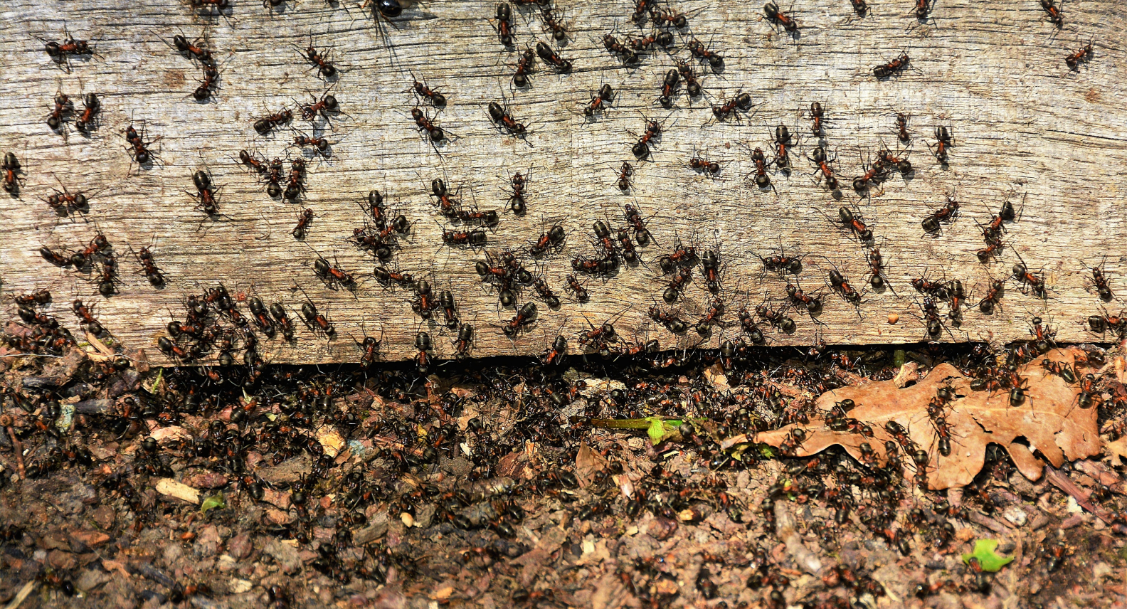 Ant Control Bilgola Beach