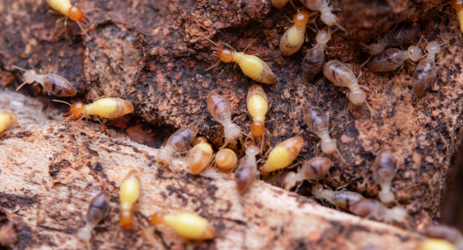 Termite Control Brighton-Le-Sands