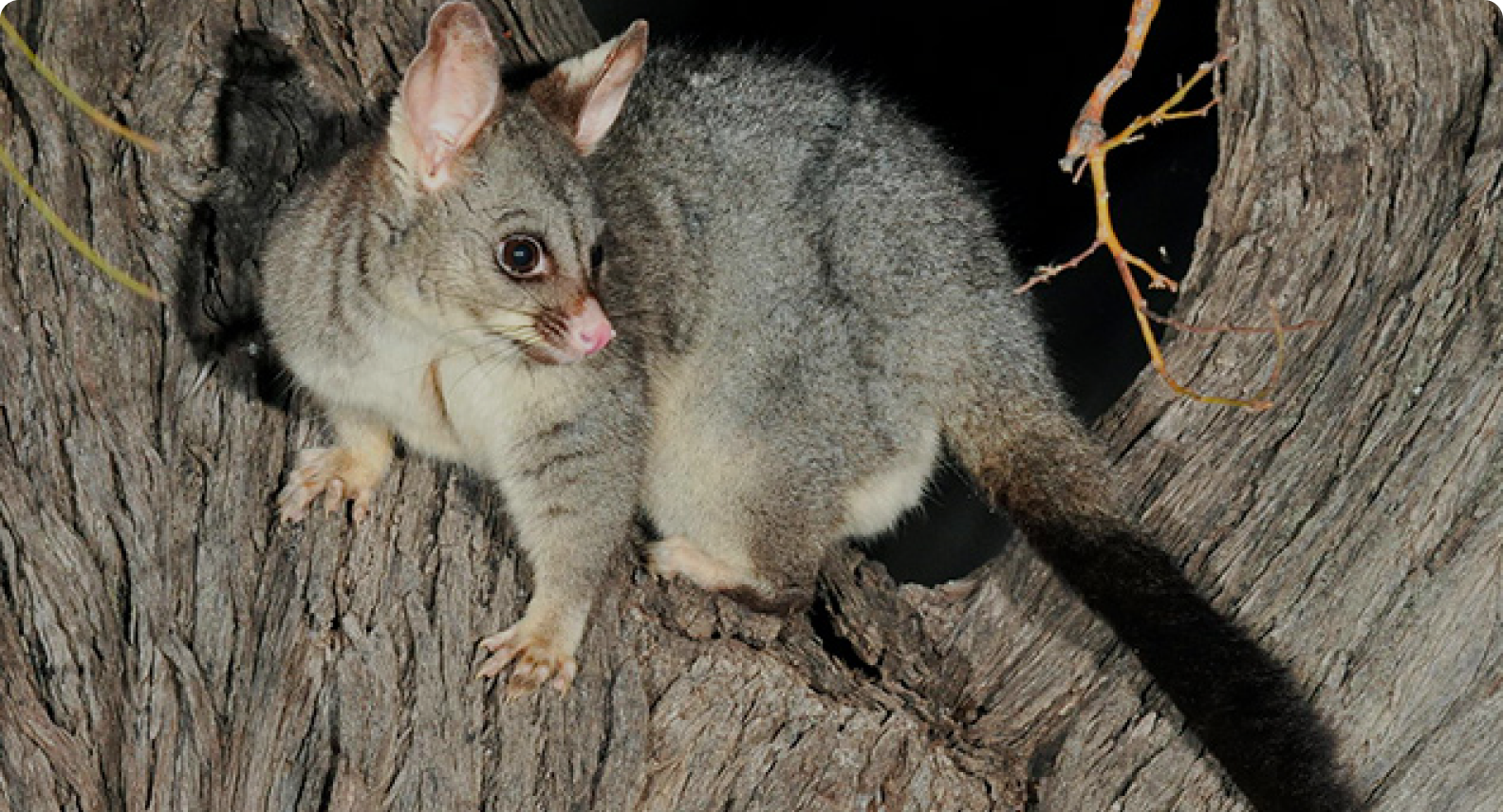 Possum Pest Control