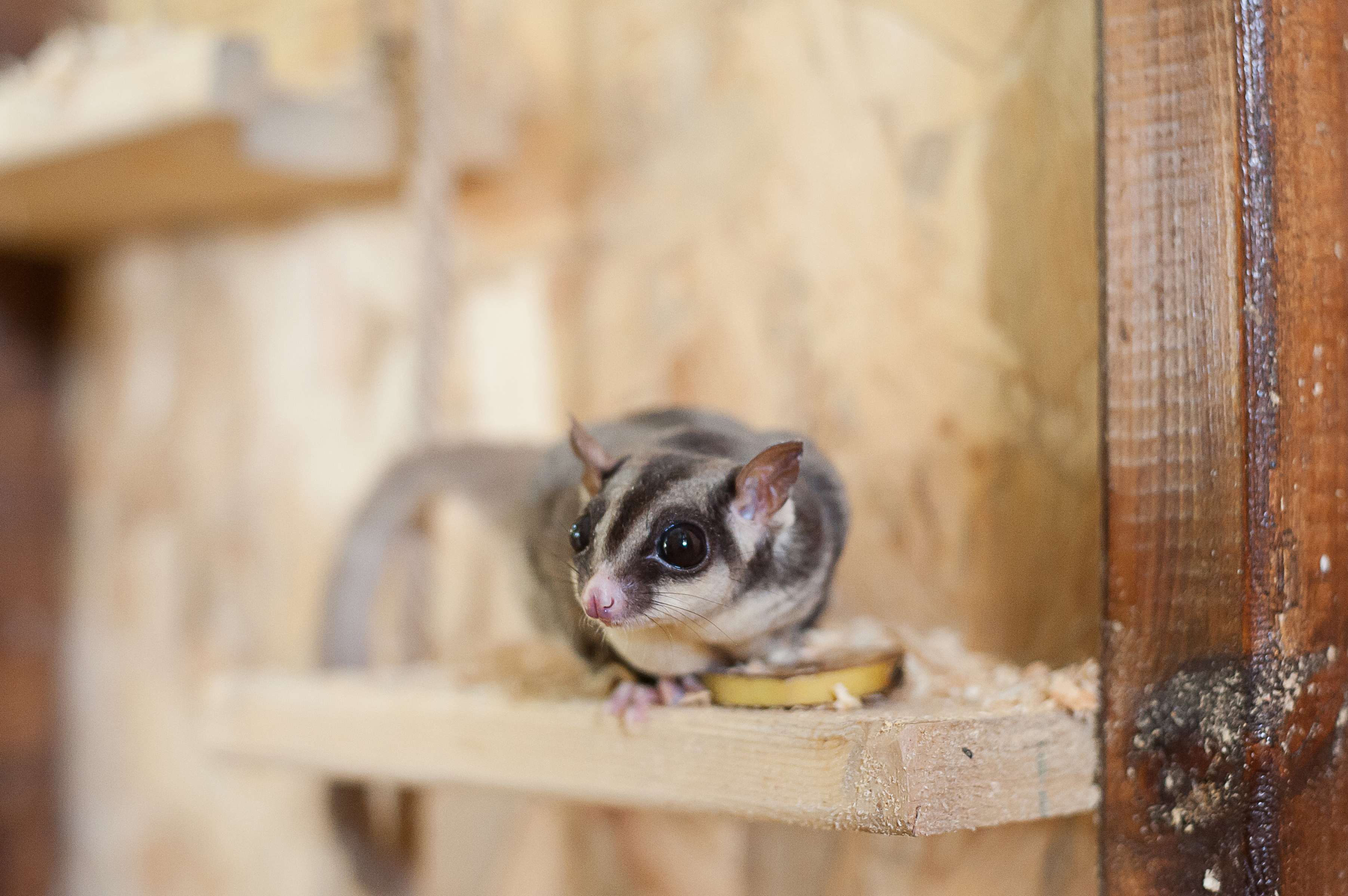 Possum