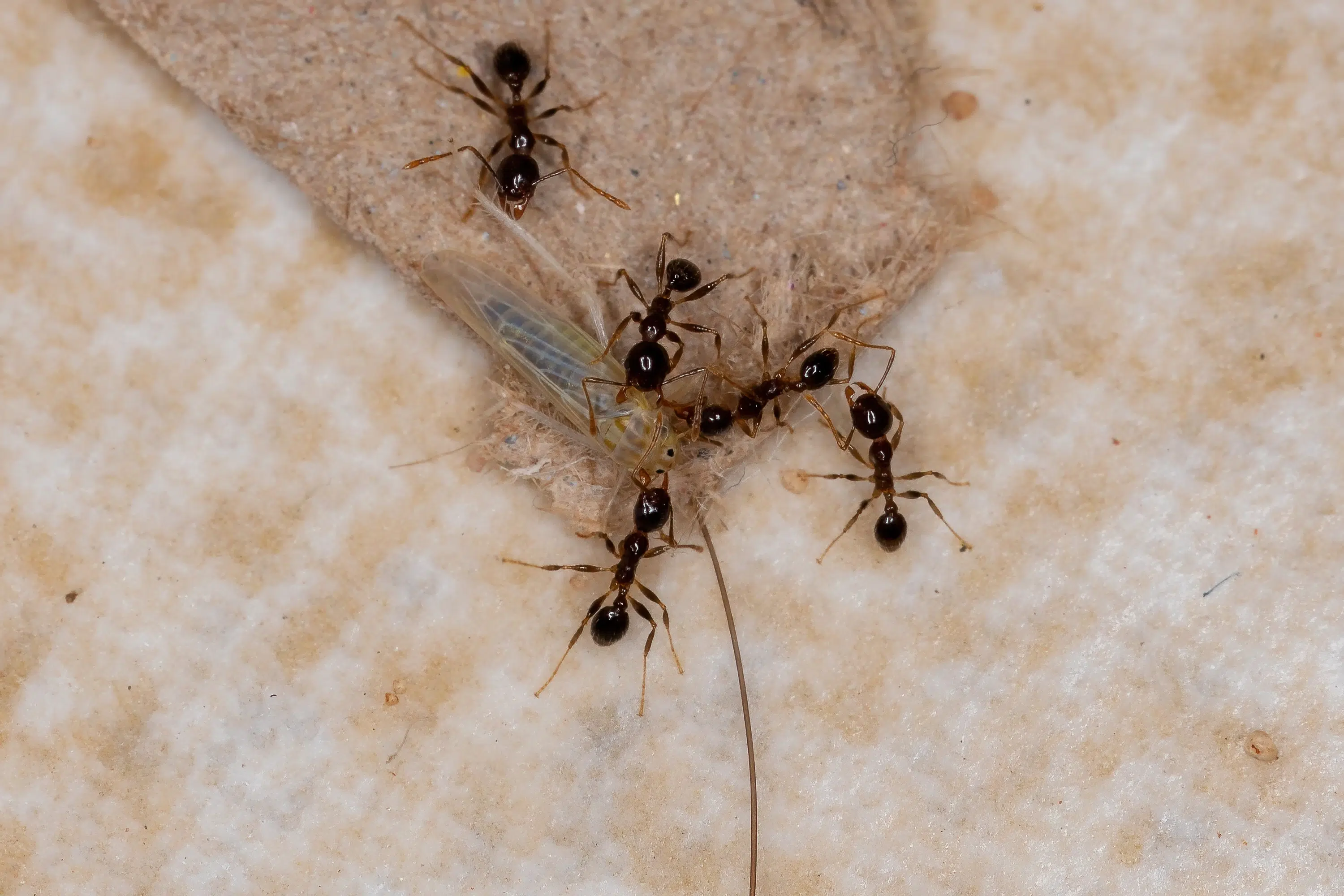 pest control