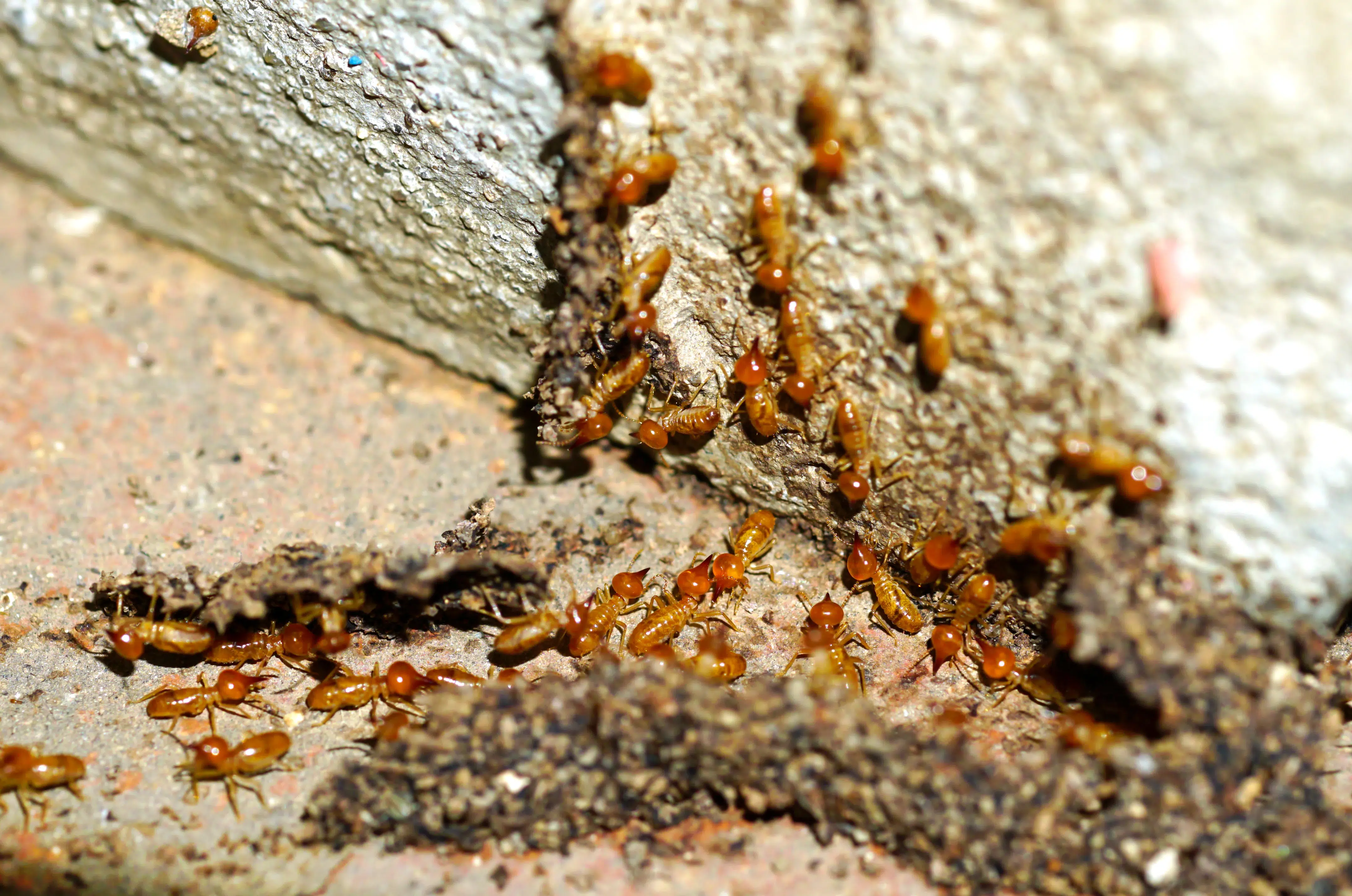 Termite Infestation