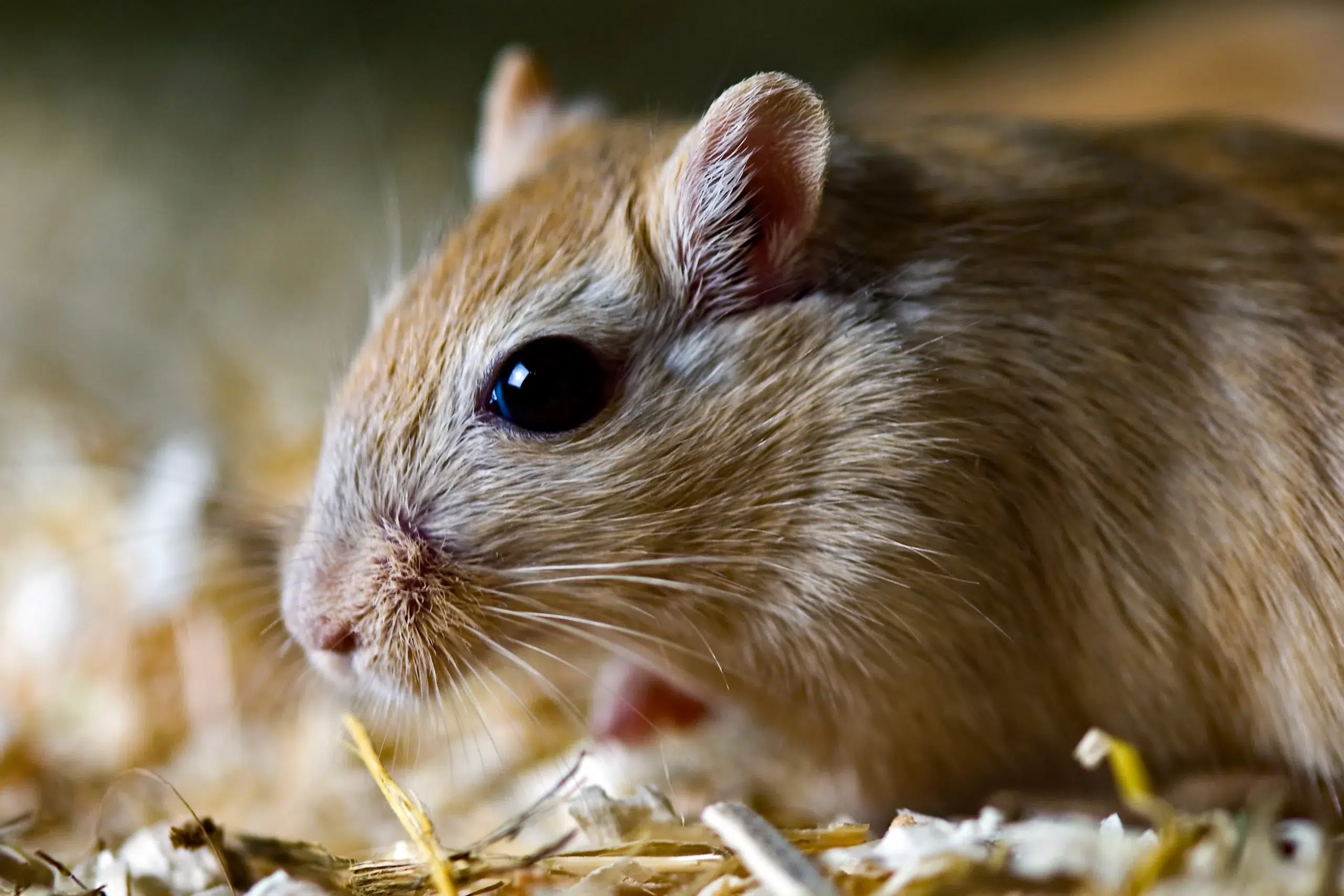 House mouse