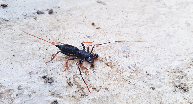 Oriental Cockroach Pest Control