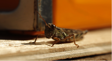 Smoky Brown Cockroach Pest Control