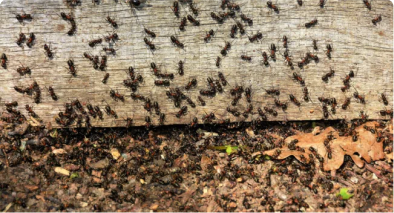 Ant Control Hurstville