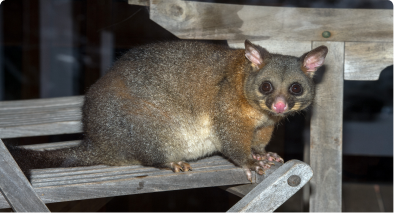 Possum Pest Control Balmain