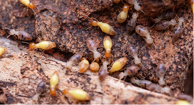 Termite Control Hurstville