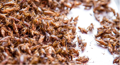 Cockroach Exterminator Hurstville