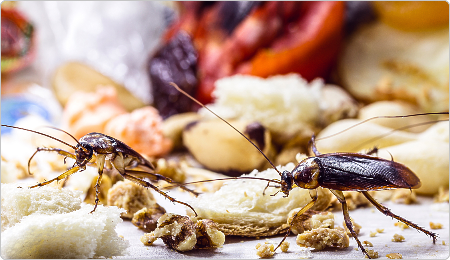 General Pest Control Hurstville