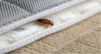 Bed Bug Pest Control Balmain